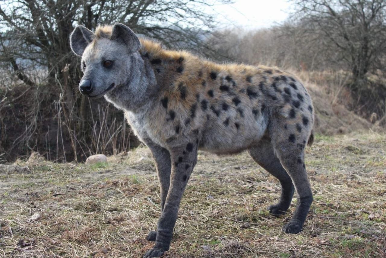 African Spotted Hyena Life Size Realistic Animal Safari Decor