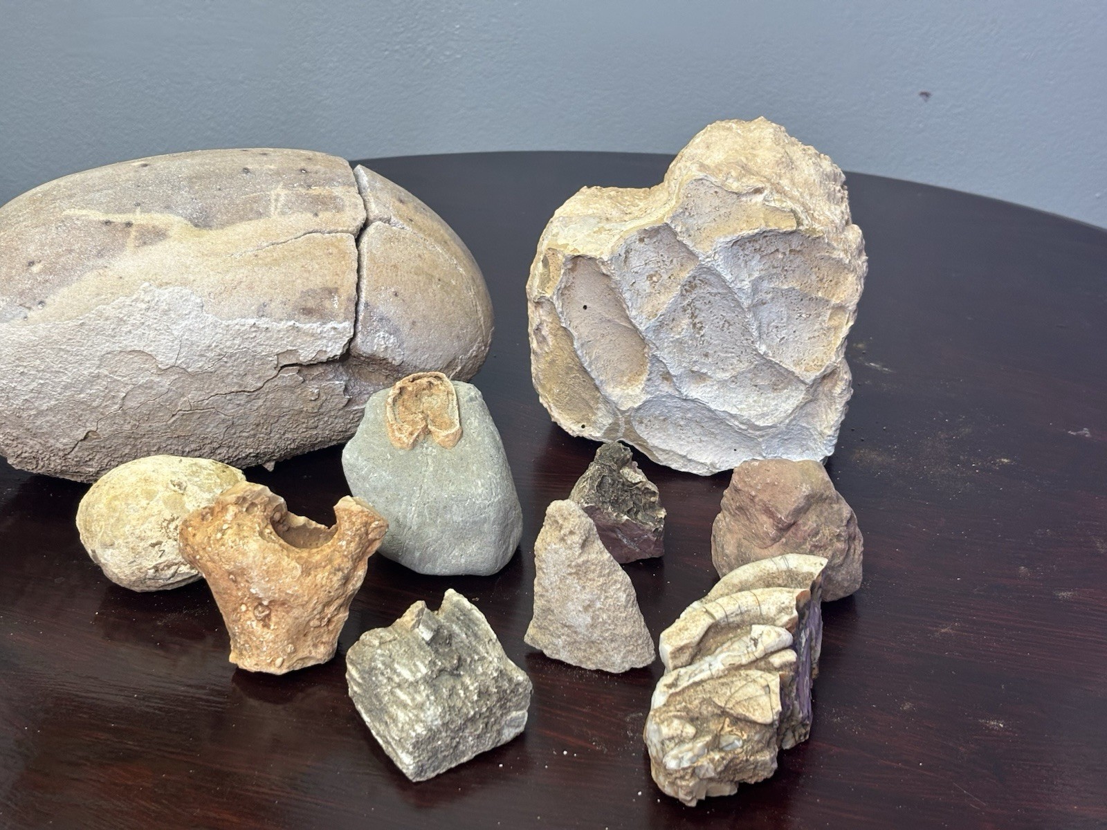Lot of dinosaur fossils, dinosaur egg, dinosaur bones, prints, petrified wood Lot of dinosaur fossils, dinosaur egg, dinosaur bones, prints, petrified wood