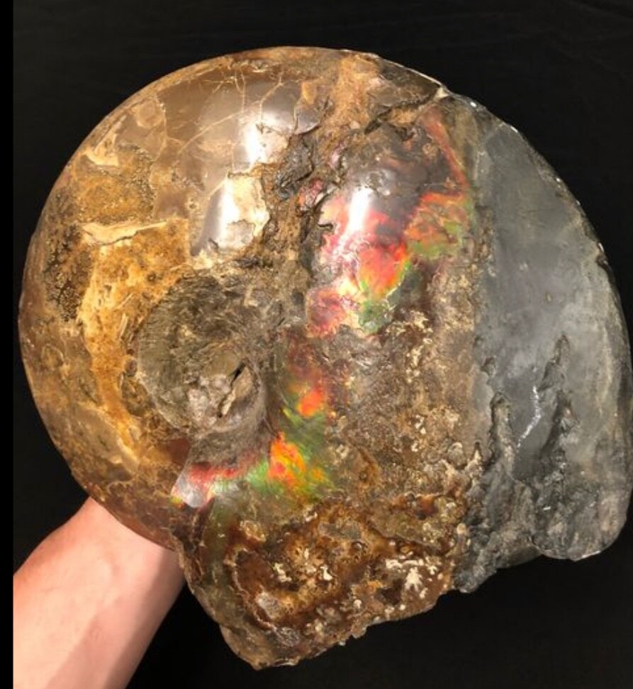 AMMOLITE OPALIZED AMMONITE FOSSIL AMMOLITE OPALIZED AMMONITE FOSSIL
