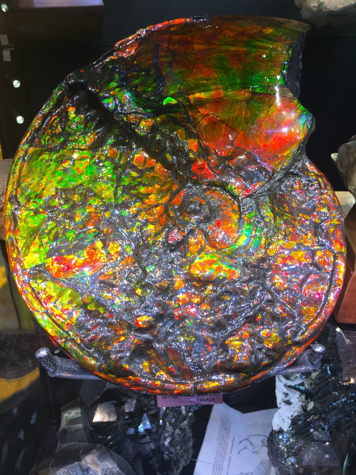 AMMOLITE OPALIZED AMMONITE WALL DINOSAUR FOSSIL JURASSIC TREASURE AMMOLITE OPALIZED AMMONITE WALL DINOSAUR FOSSIL JURASSIC TREASURE