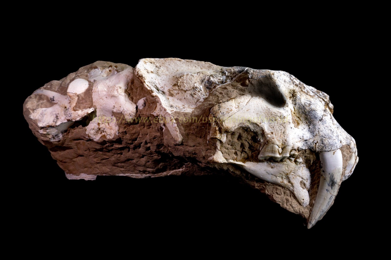 [MEGA004] Rare Beautiful Saber-toothed Cat Megantereon Skull Neck Mammals Fossil