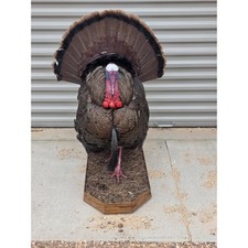 Fhcm82A - Strutting Turkey Taxidermy Mount – 92.8” Majestic Display picture