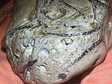 Rare Full Octopus Squid Fossil In Coral With Uv Active Glow picture
