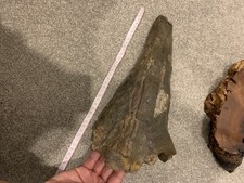 Dinosaur Triceratops Brow Horn Fossil picture