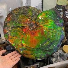 Rare Treasured Ancient Colourful Ammonite Fossil Canadian Mine Display Spencimen picture