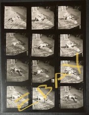 1952 Marilyn Monroe Original Photo Contact Sheet Andre De Dienes Stamped Bel Air picture