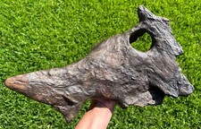 Brachyceratops Partial Dinosaur Skull Fossil Two Medicine Triceratops Relative picture