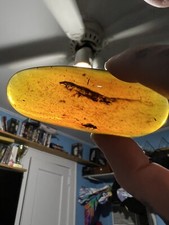 Burmite Amber Fossil Complete Lizard Skeleton Museum Quality Myanmar picture