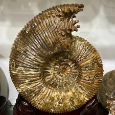 63.8LB TOP Natural ammonite fossil big conch quartz crystal mineral +stand picture