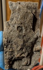 Bird Effigy Rock Art Crow Raven Native American Ancient Personal Find Authentic picture