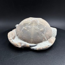 Tumidocarcinus giganteus fossil crab - Miocene New Zealand 9cm picture