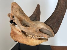 Woolly Rhino Skull (Cast Horns) picture