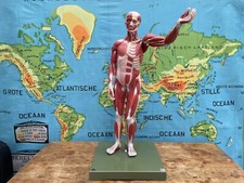 Vintage SOMSO MALE MUSCLE Figure educational model Anatomy model 27 parts body picture