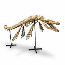 Mosasaur Fossil Skeleton – Genuine Marine Reptile Specimen for Collection picture