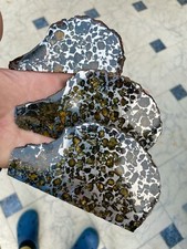 Amazing Seymchan Palasite Meteorite slab´s family three hedgehogs Meteorit Igel picture