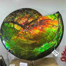 25.3LB Rare Natural Rainbow Ammolite Fossil Quartz Crystals Mineral Canada Gem picture