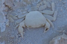 Fossil crab in travertine, Denizli Turkey, Pleistocene, Potamon sp, Authentic #2 picture
