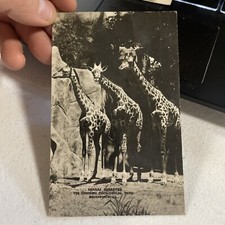 Masai Giraffes Chicago Zoo RPPC Photo Postcard 1920’s Animals Zoological Rare picture