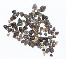 Sting Ray Tooth Lot of 100 Teeth Myledaphus - Hell Creek Formation CRETACEOUS picture