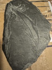 Rare Early Slate Art from Iolani Palace “Dolphin” Engraving – Post-1946 Fire Era picture