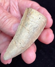 2 3/8 Inch Tyrannosaurus rex Serrated Tooth REPLICA #149 picture