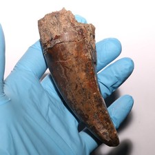 Tyrannosaurus Rex Tooth T.rex Fossil - Hell Creek Formation Museum Grade & Size picture