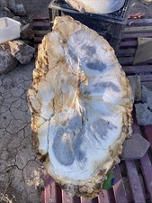 Opalized Petrified Wood Raw Rough Unpolished Nevada picture