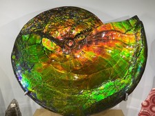 25.3LB Natural Rainbow Ammolite Fossil Quartz Crystals Mineral Canada Rough Gem picture