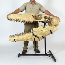 Giant Mosasaur Skull – 120cm Marine Predator Fossil – Massive Cretaceous specime picture