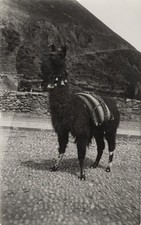 c. 1940's Llama, Peru RPPC by Martin Chambi Jiménez picture