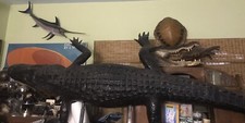 Vintage 10.2ft Long Taxidermy Full-Length Alligator REAL SKIN Teeth tagged RARE picture