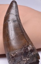 SERRATED TYRANNOSAURUS (T- REX) DINOSAUR TOOTH picture