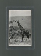 RPPC Masai Giraffe Kenya Africa Photo Taken by Famed British Safarist Donald Ker picture