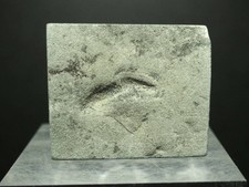 Old Kimberella Ediacaran biota Kimberella quadrata 8g Russia Arkhangelsk region picture