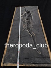 Monument of the Triassic Sea — Exceptional 110 cm Mixosaurus Skeleton picture