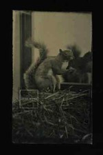 Amazing Tintype Photo SQUIRREL in Mirror 1870s Rare Unusual Animal Taxidermy picture