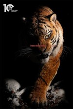 Infinity Studio Museum Grade Replica 1/1 Scale Manchurian Tiger Statue picture