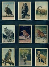 1930's V67 Neilson's Chocolate N Y Zoological Park Wild Animals Near Set 112/120 picture