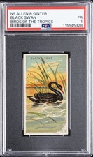 1889 N5 ALLEN & GINTER BIRDS OF THE TROPICS BLACK SWAN PSA 1 picture