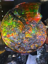 AMMOLITE OPALIZED AMMONITE WALL DINOSAUR FOSSIL JURASSIC TREASURE picture
