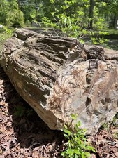 LARGE PETRIFIED WOOD - Extra Massive Log - HUGE HEAVY ROCK - 1,500 to 2,500 lbs picture
