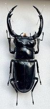 Giant WILDRhaetus westwoodi westwoodi 89-90mm Top Rarity. picture
