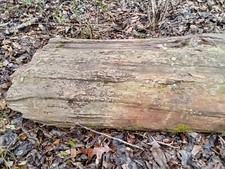 **For Sale: Stunning Petrified Wood Log picture
