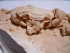 1.5 Inch Travertine replaced Crab Fossil from Turkey. Potamon, Pleistocene age picture