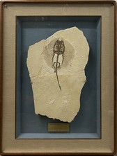 Fossil Sting Ray 70 million year old museum quality beautifully framed 36