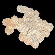 Glyptodon Osteoderm Shell Scute Fossil Pleistocene epochs Argentina picture