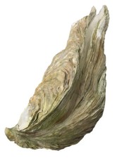 EXTREMELY RARE 14 INCH GIANT PACIFIC OYSTER SEA SHELL 50+ Year OLD (3lb 14oz) picture
