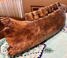 Woolly Rhino Lower Jaw Teeth Late Pleistocene Siberian Massive Museum Grade A+++ picture