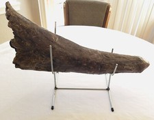 Great Quality 100% Original-Never Broken Nearly A Full 2“ TRICERATOPS BROW HORN picture