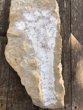 Ancient fossil footprint Amazing Find  picture